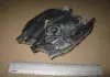 Колодка торм. AUDI A6 (4B, C5, 4F2), ALLROAD (4BH) передние. CHAMPION 573145CH (фото 1)
