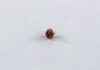 Лампа розжарювання BAX BX8,4d Orange 12V 1.1W PHILIPS 12624CP (фото 2)