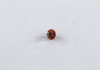 Лампа розжарювання BAX BX8,4d Orange 12V 1.1W PHILIPS 12624CP (фото 3)