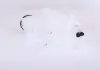 Бачок расширительный NISSENS 996242 (фото 3)